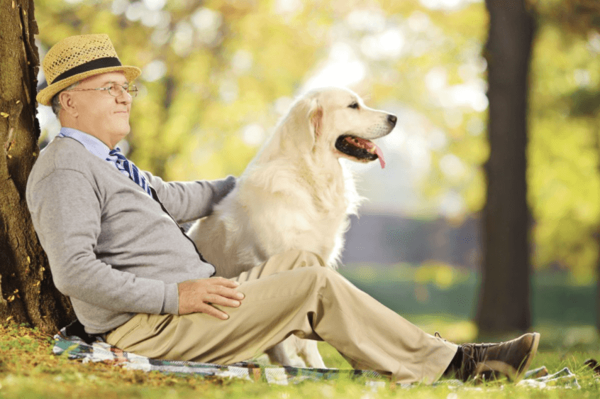 Caring for a Senior Dog
