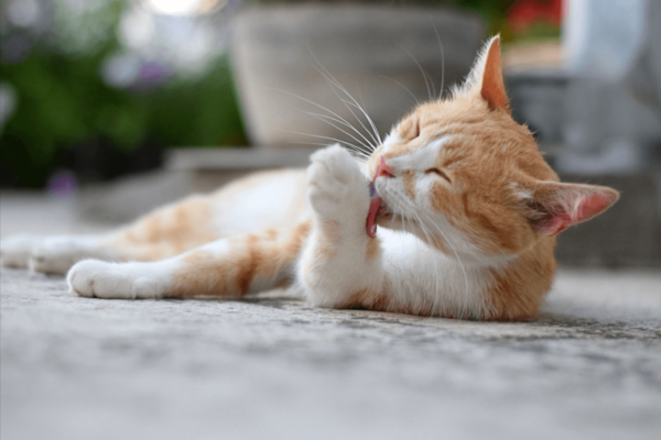 Why Cats Make the Best Pets